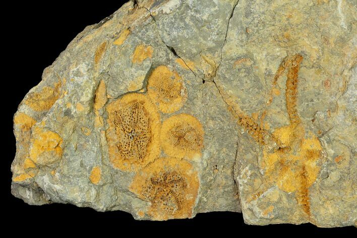 Fossil Brittle Star (Ophiura) & Edrioasteroids - Morocco #155374